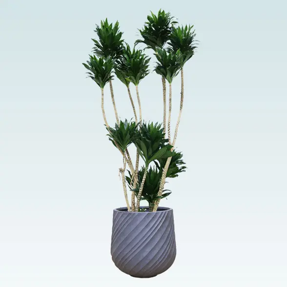 ドラセナコンパクター(スパイラル型、グラスファイバー製鉢カバー付)　Lサイズ　グレー