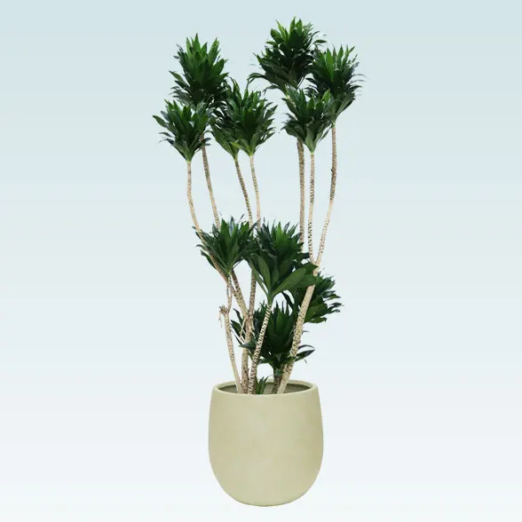 ドラセナコンパクター(バルーン型、グラスファイバー製鉢カバー付)　Lサイズ１