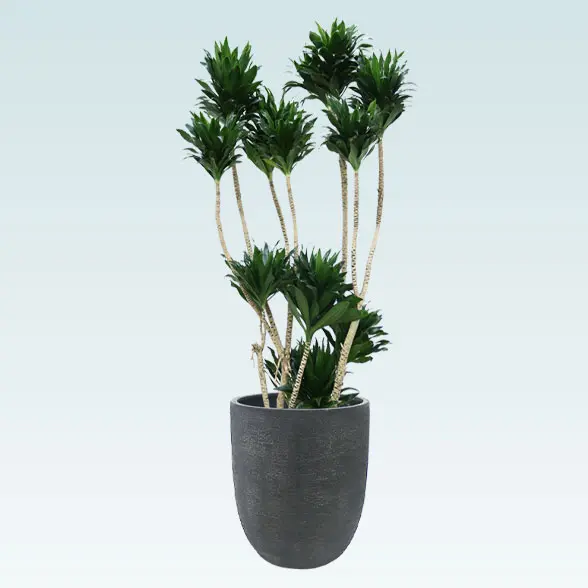 ドラセナコンパクター(エッグポット型、グラスファイバー製鉢カバー付)　Lサイズ　ブラック