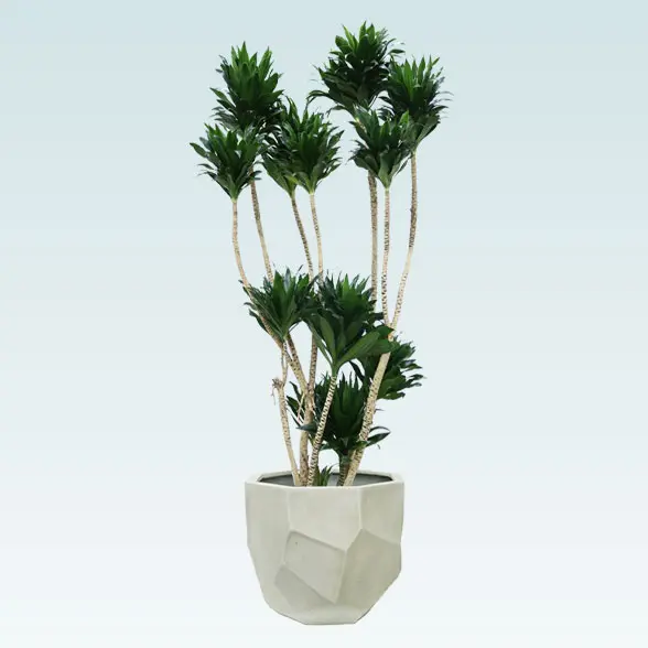 ドラセナコンパクター(多面体型、グラスファイバー製鉢カバー付)　Lサイズ1