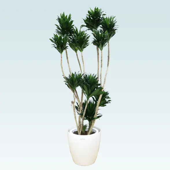 ドラセナコンパクター(ラスターポット付)　Lサイズ１