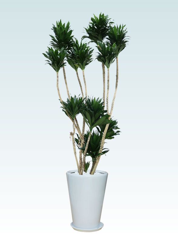 ドラセナコンパクター(陶器鉢植込み、ラウンドタイプ白色) Lサイズ1