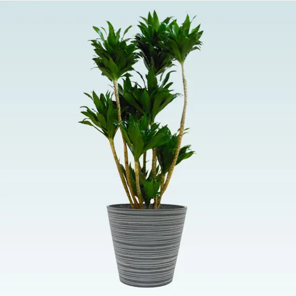 ドラセナコンパクター(エコフレンドリーポット付)　Mサイズ