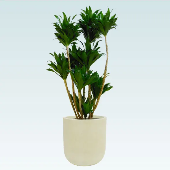 ドラセナコンパクター(Uポット型、グラスファイバー製鉢カバー付)　Mサイズ1