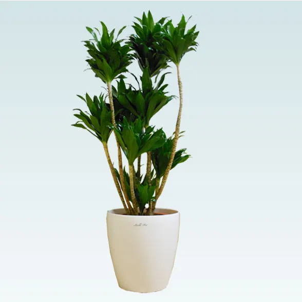 ドラセナコンパクター(ラスターポット付)　Mサイズ１