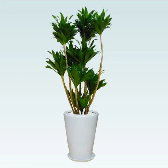 ドラセナコンパクター(陶器鉢植込み、ラウンドタイプ白色)　１