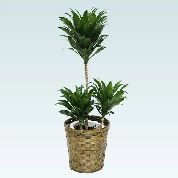 ドラセナコンパクター(籐かご付、ダークブラウン色)　Ｓサイズ1