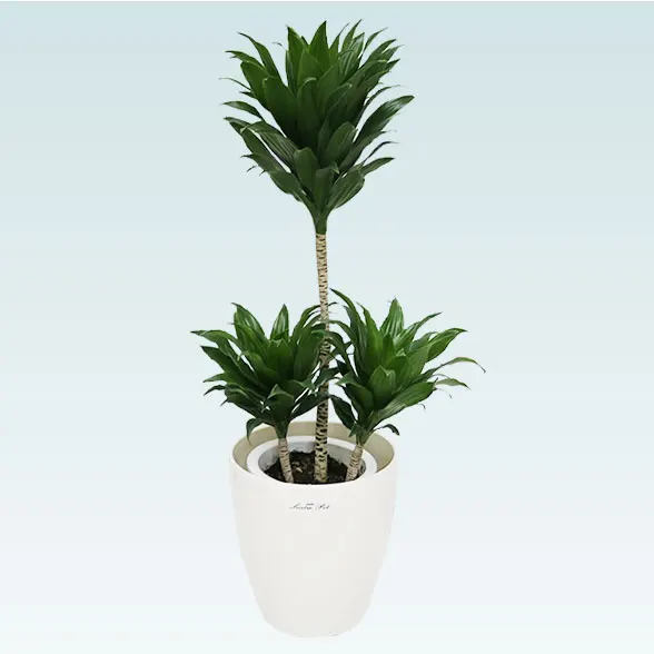 ドラセナコンパクター(ラスターポット付)　Ｓサイズ1