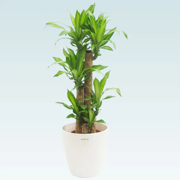 幸福の木(ラスターポット付)　Ｍサイズ1