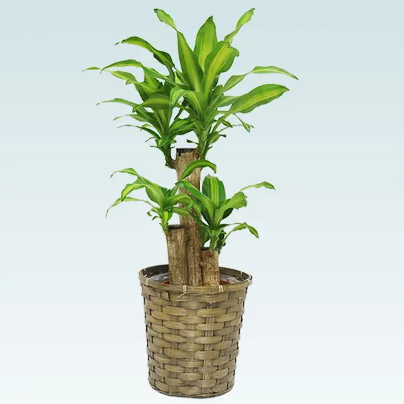 幸福の木(籐かご付、ダークブラウン色)　Sサイズ1