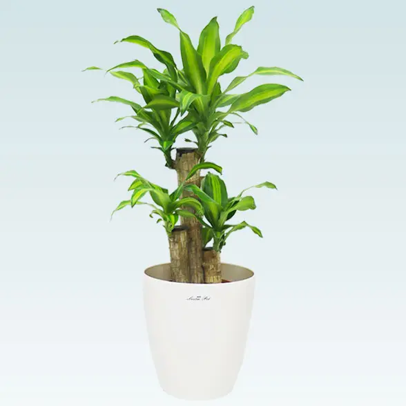 幸福の木(ラスターポット付)　Sサイズ1