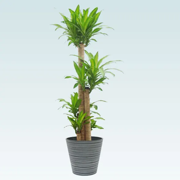 幸福の木(エコフレンドリーポット付)　Lサイズ1