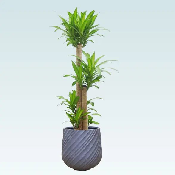 幸福の木(スパイラル型、グラスファイバー製鉢カバー付)　Lサイズ　グレー