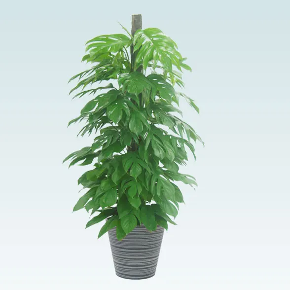 マングーカズラ(エコフレンドリーポット付)　Lサイズ１