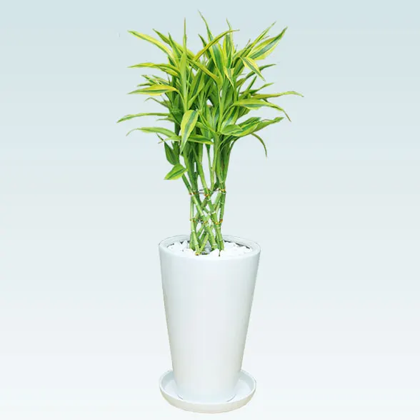 ミリオンバンブー(陶器鉢植込み、6号ラウンド白色)1