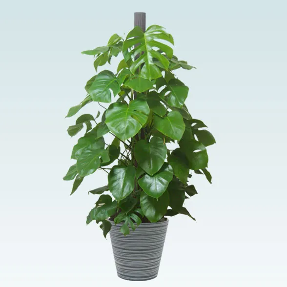 モンステラ(エコフレンドリーポット付)　Lサイズ１