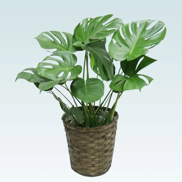 モンステラ(籐かご付、ダークブラウン色)　Ｍサイズ１