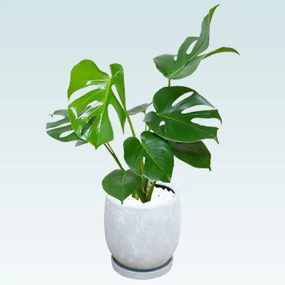 モンステラ(陶器鉢　ボウル型　パステルブルー)１