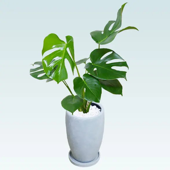 モンステラ(陶器鉢　オーバル型　パステルブルー)1