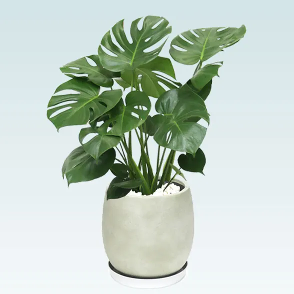 モンステラ(グラスファイバー製鉢植込み、バルーン型)　1