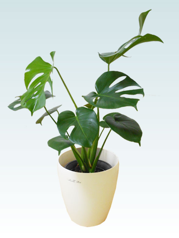 モンステラ(ラスターポット付)　Ｓサイズ１