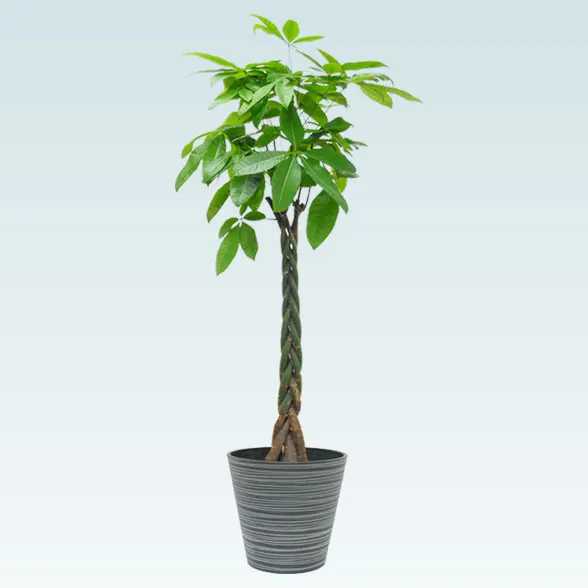 パキラ(エコフレンドリーポット付)　Lサイズ1