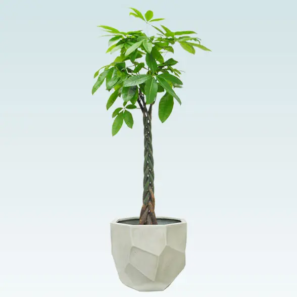 パキラ(多面体型、グラスファイバー製鉢カバー付)　１Lサイズ