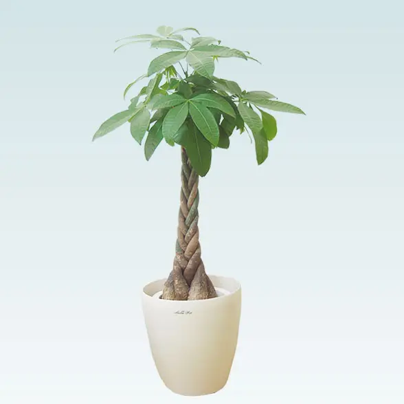 パキラ(ラスターポット付)　Ｍサイズ1