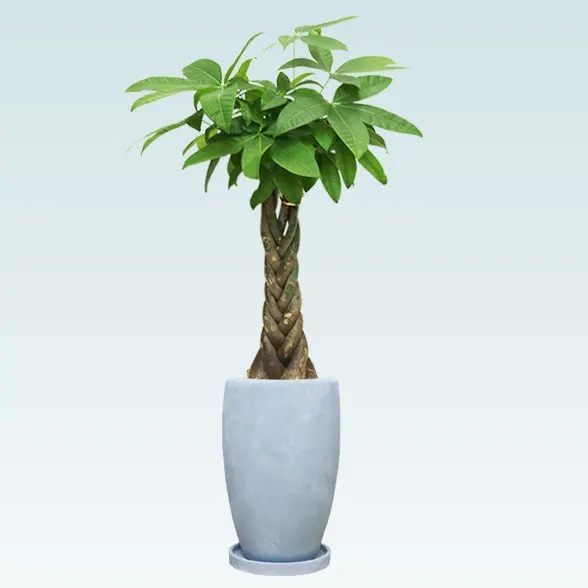 パキラ(陶器鉢　オーバル型　パステルブルー)