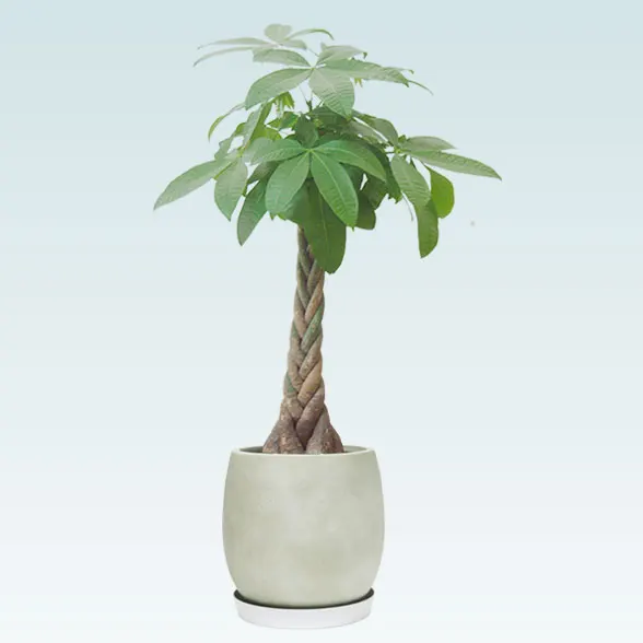 パキラ(グラスファイバー製鉢植込み、バルーン型)1