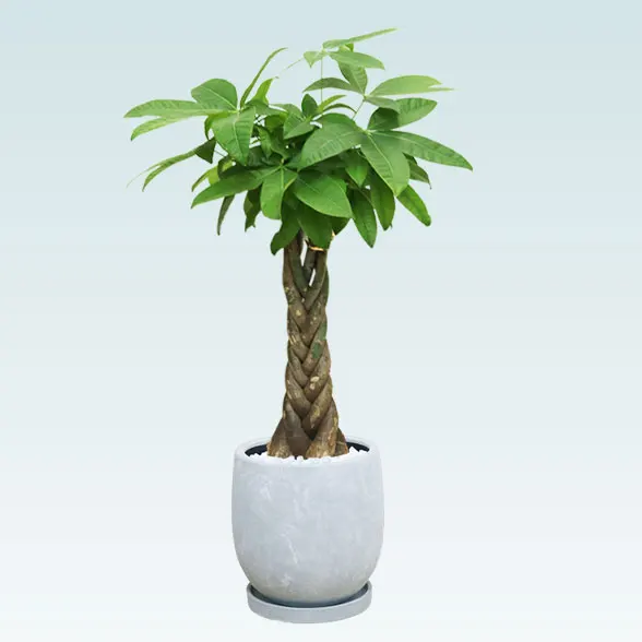 パキラ(陶器鉢　ボウル型)　スタイリッシュ