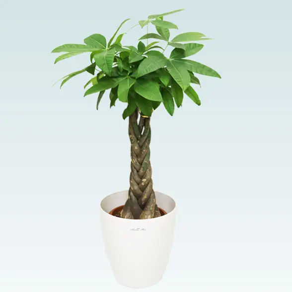 パキラ(ラスターポット付)　Ｓサイズ1