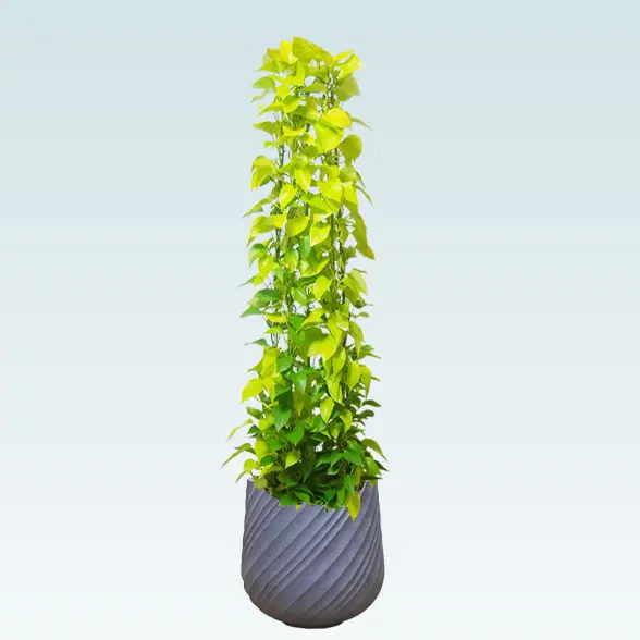 ポトスライムタワー(スパイラル型、グラスファイバー製鉢カバー付)　Lサイズ グレー