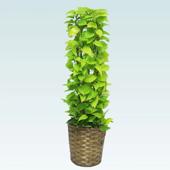 ポトスライムタワー(籐かご付、ダークブラウン色)　Ｍサイズ１