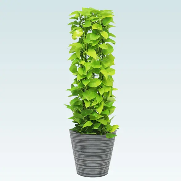 ポトスライムタワー(エコフレンドリーポット付)　Ｍサイズ