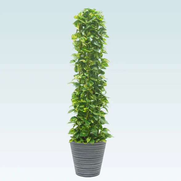 ポトスタワー(エコフレンドリーポット付)　Lサイズ1