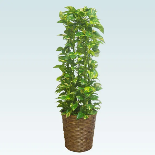 ポトスタワー(籐かご付、ダークブラウン色)　Ｍサイズ