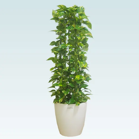 ポトスタワー(ラスターポット付)　Ｍサイズ1