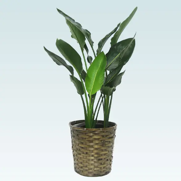 ストレリチア・レギネ(籐かご付、ダークブラウン色)　Ｍサイズ