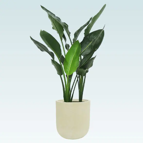 ストレリチア・レギネ(Uポット型、グラスファイバー製鉢カバー付)　Ｍサイズ