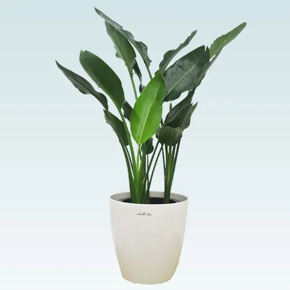 ストレリチア・レギネ(ラスターポット付)　Ｍサイズ