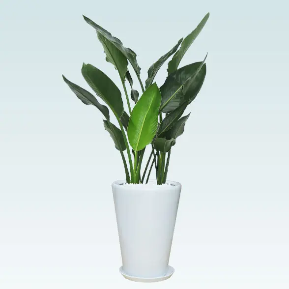 ストレリチア・レギネ８号(陶器鉢植込み、ラウンドタイプ白色)