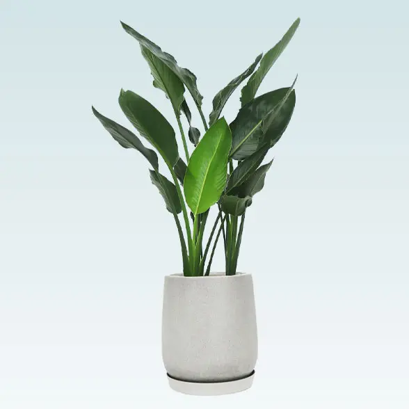 ストレリチア・レギネ８号(グラスファイバー製鉢植込み、チューリップ型)