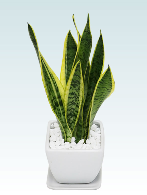 サンセベリア(陶器鉢植込み、4号スクエア白色)1