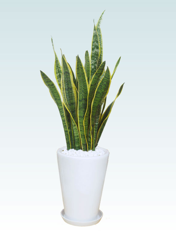 サンセベリア(ラスターポット付)　Mサイズ1