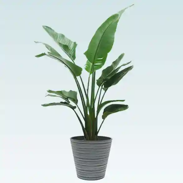 ストレリチア・オーガスタ(エコフレンドリーポット付)1