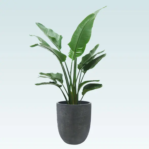 ストレリチア・オーガスタ(エッグポット型、グラスファイバー製鉢カバー付)　Lサイズ　ブラック