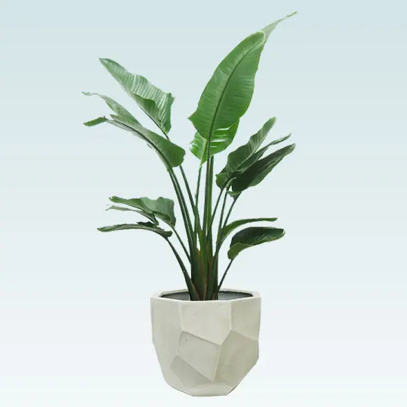 ストレリチア・オーガスタ(多面体型、グラスファイバー製鉢カバー付)　Lサイズ 1