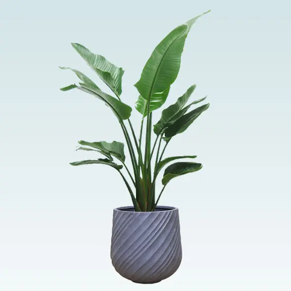 ストレリチア・オーガスタ(スパイラル型、グラスファイバー製鉢カバー付)　Lサイズ グレー