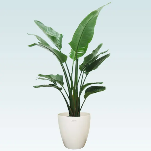 ストレリチア・オーガスタ(ラスターポット付)　Lサイズ1